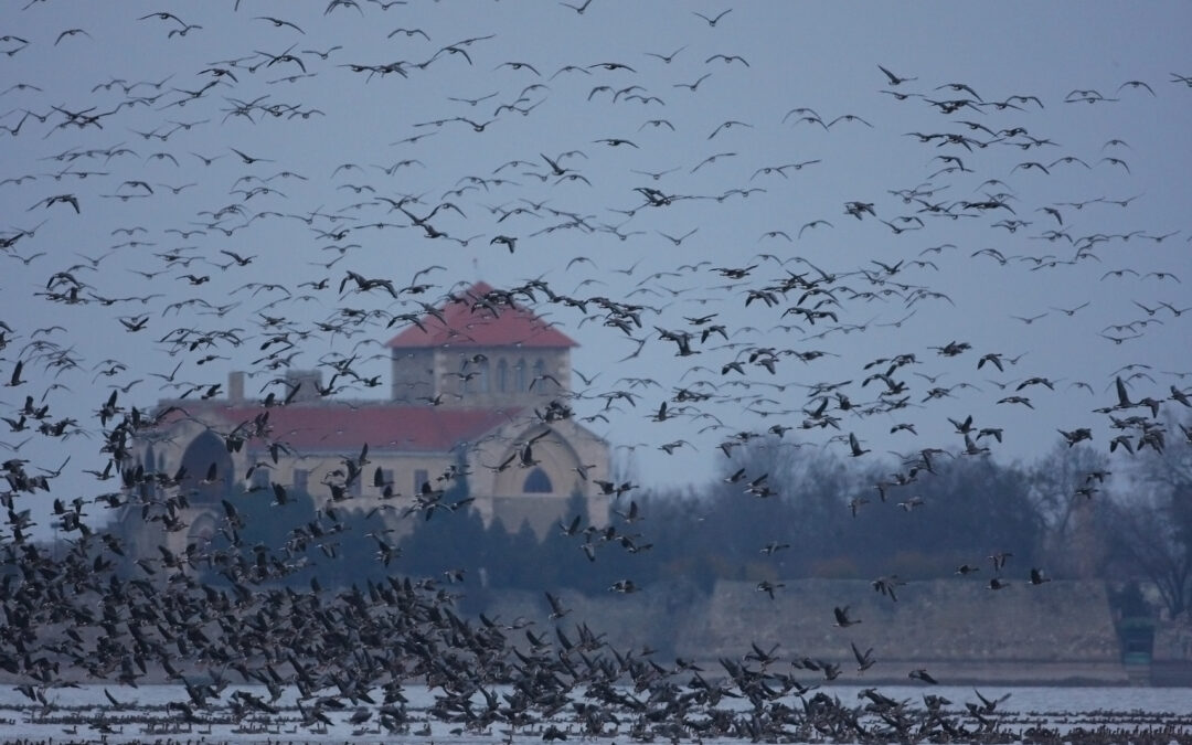 Wild geese webcam from Old Lake at Tata