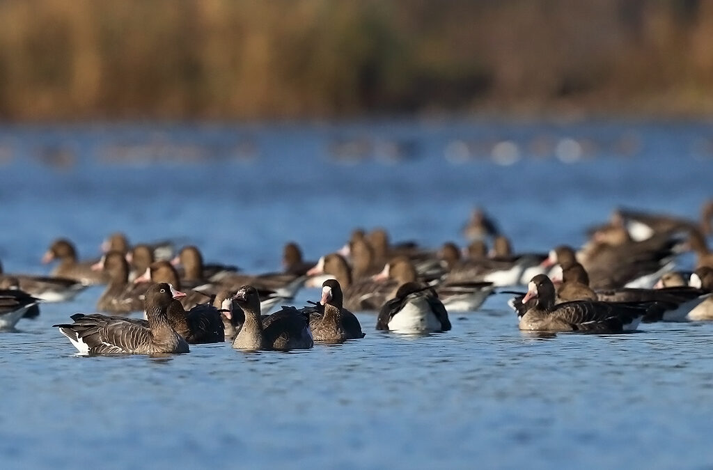 Latest news from the Tatai Tavak Ramsar Area